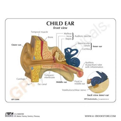 Ear (Oversize)